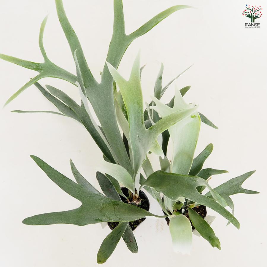 コウモリラン ベイチー 観葉植物 3号/1個売り Platycerium ビカクシダ