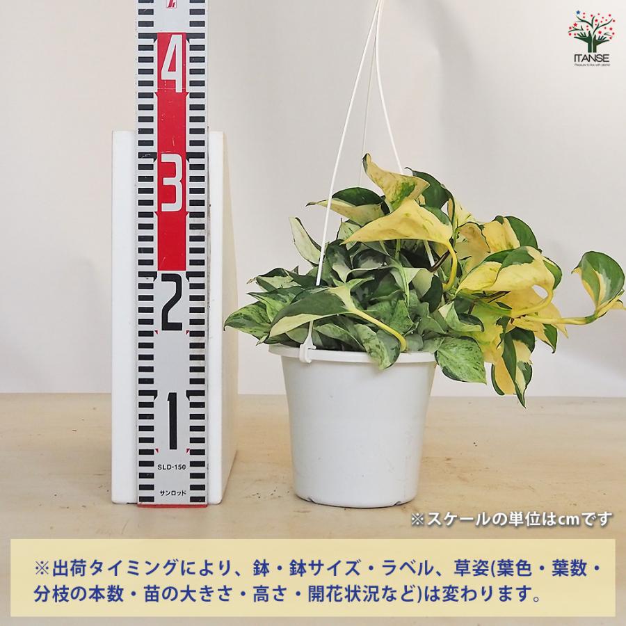 ポトス ステータス吊り 観葉植物 5号/1個売り 観葉 インテリア