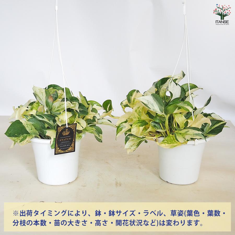 ポトス ステータス吊り 観葉植物 5号/1個売り 観葉 インテリア