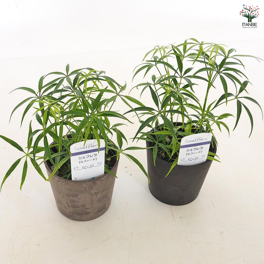 シェフレラ ルフィーナ 観葉植物 3.5号/1個売り リビング オフィス 