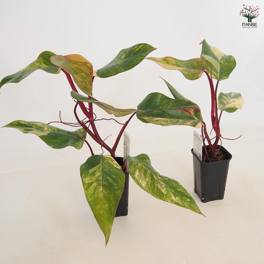 フィロデンドロン ストロベリーシェイク 観葉植物 3.5号/1個売り