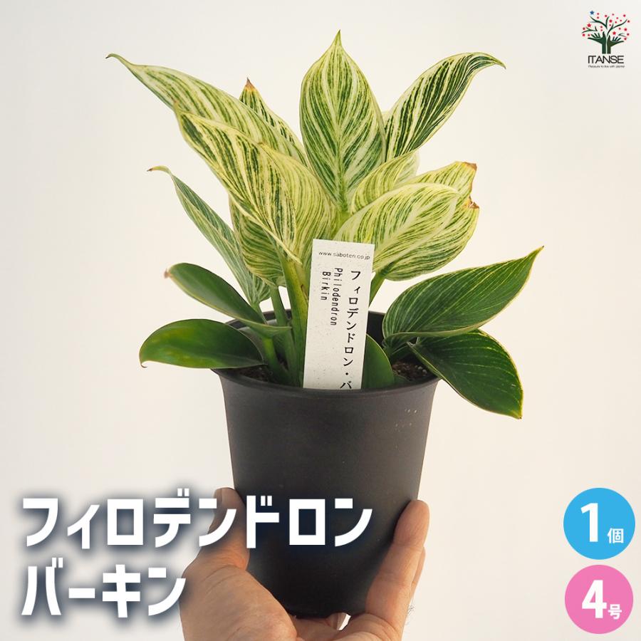 フィロデンドロン バーキン 観葉植物 4号/1個売り フィロデン リビング