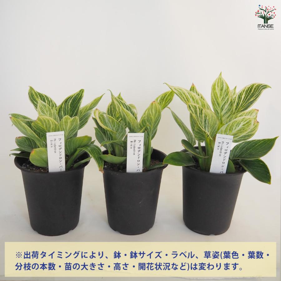 フィロデンドロン バーキン 観葉植物 4号/1個売り フィロデン リビング