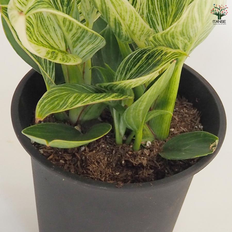 フィロデンドロン バーキン 観葉植物 4号/1個売り フィロデン リビング