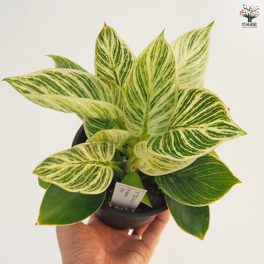 フィロデンドロン バーキン 観葉植物 4号/1個売り フィロデン リビング