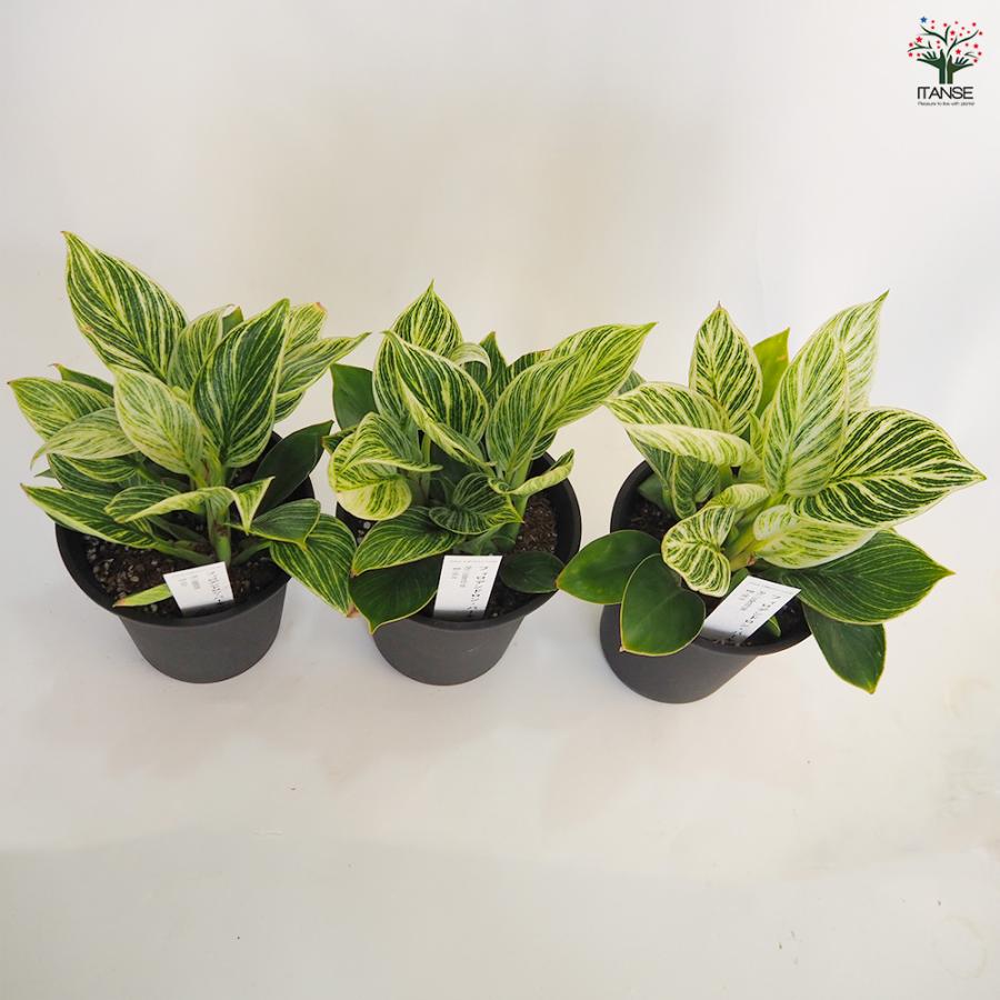フィロデンドロン バーキン 観葉植物 4号/1個売り フィロデン リビング