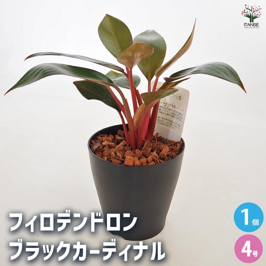 フィロデンドロン ブラックカーディナル 観葉植物 4号/1個売り