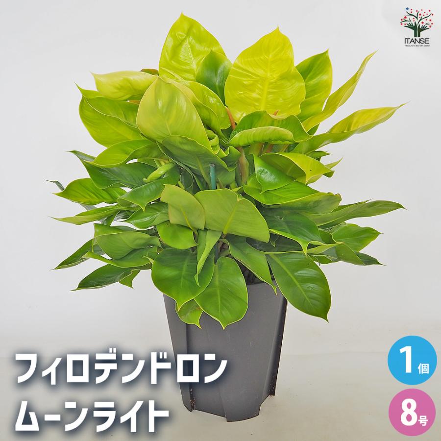 フィロデンドロン ムーンライト 観葉植物 8号/1個売り フィロデン