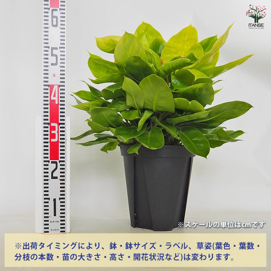 フィロデンドロン ムーンライト 観葉植物 8号/1個売り フィロデン リビング オフィス 事務所 インテリア 小型_1