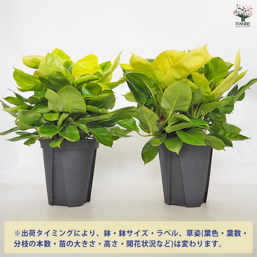 フィロデンドロン ムーンライト 観葉植物 8号/1個売り フィロデン