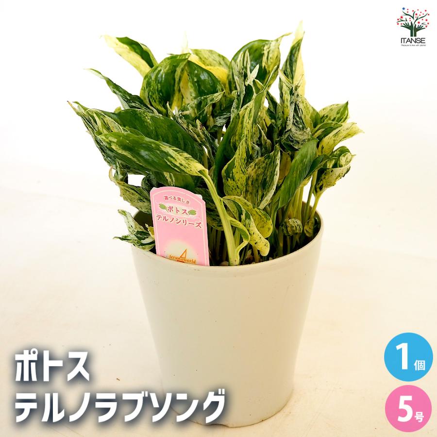 ポトステルノラブソング　このまま第４種発送 ポトステルノラブソング このまま第4種郵便発送 タグ付属 - メルカリ