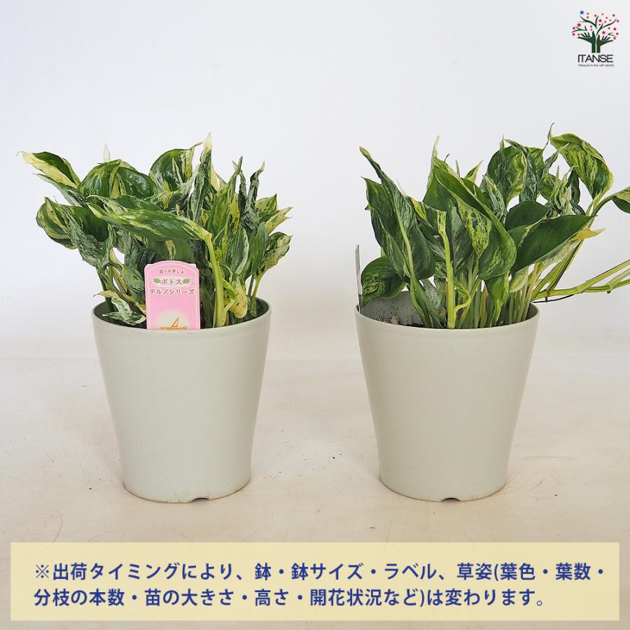うるここ様【現品・鉢まま出荷】希少　ポトス　テルノラブソング ポトス テルノラブソング 観葉植物 5号/1個売り 観葉 インテリア