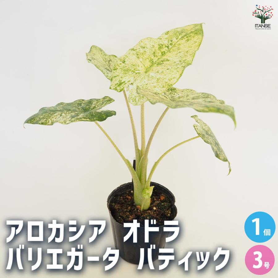 アロカシア オドラ バリエガータ バティック 観葉植物 3号/1個売り 