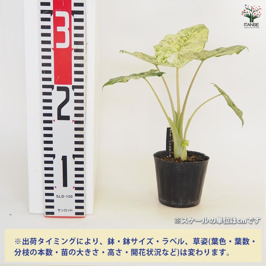 アロカシア オドラ バリエガータ バティック 観葉植物 3号/1個売り
