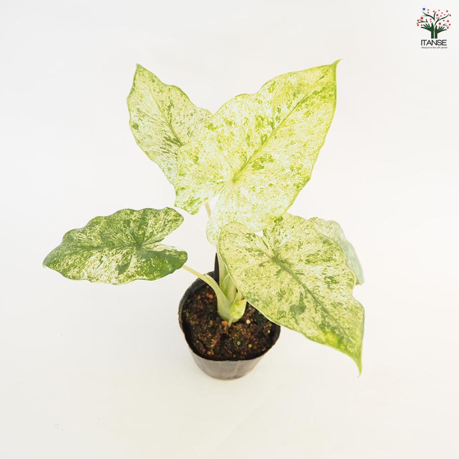 アロカシア オドラ バリエガータ バティック 観葉植物 3号/1個売り 