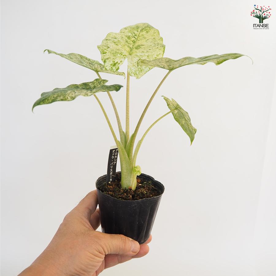 アロカシア オドラ バリエガータ バティック 観葉植物 3号/1個売り