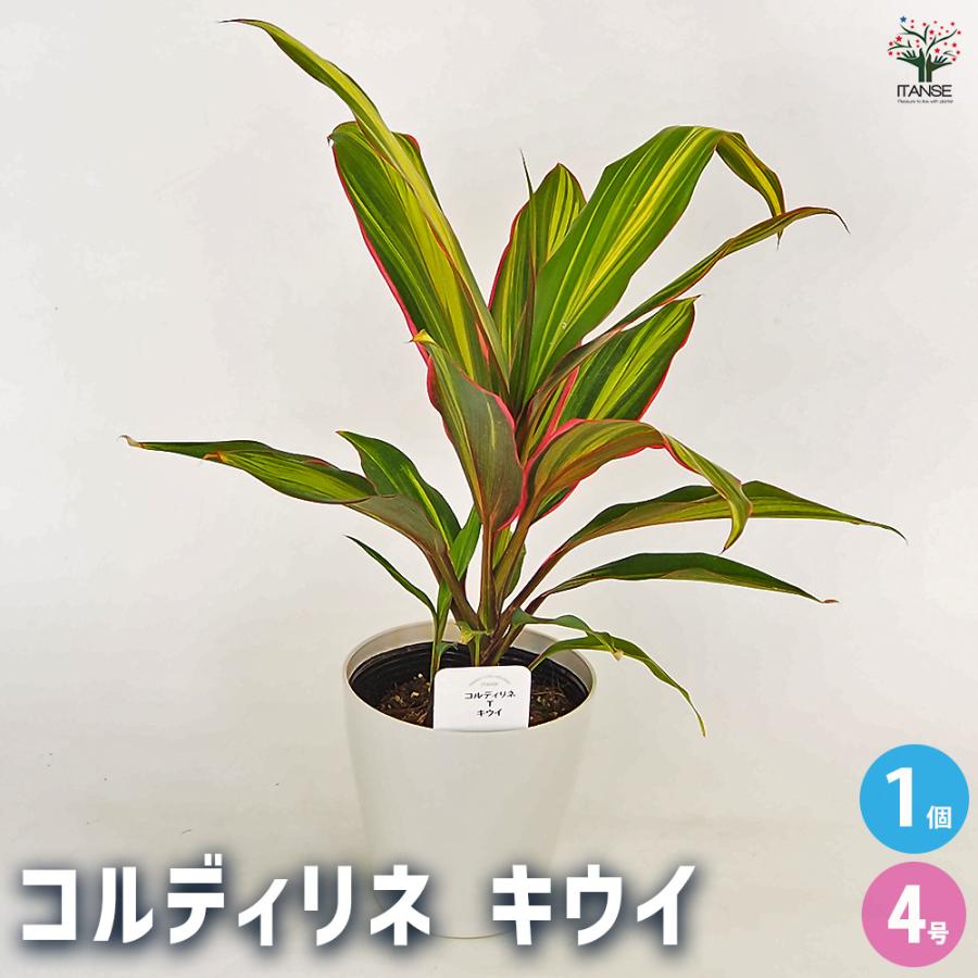 コルディリネ キウイ 観葉植物 4号/1個売り 園芸品種 苗木 花木 植木