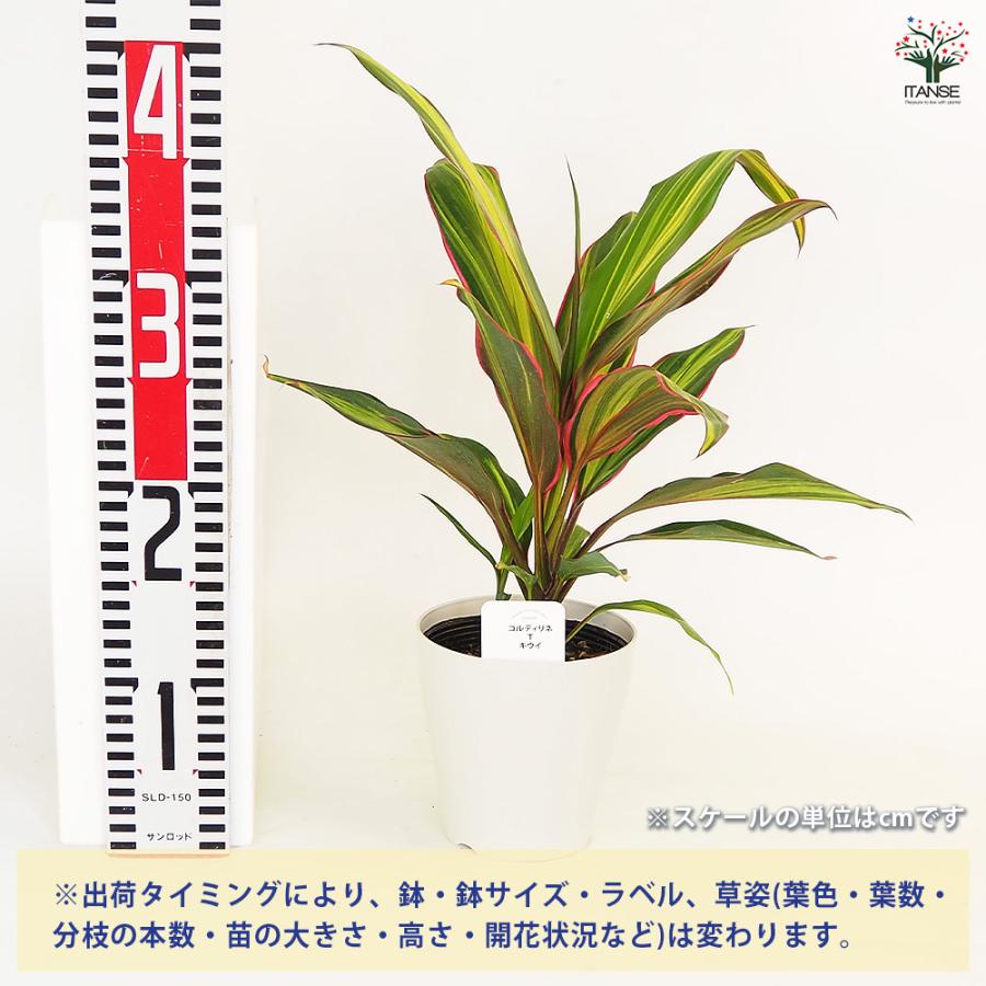 コルディリネ キウイ 観葉植物 4号/1個売り 園芸品種 苗木 花木 植木