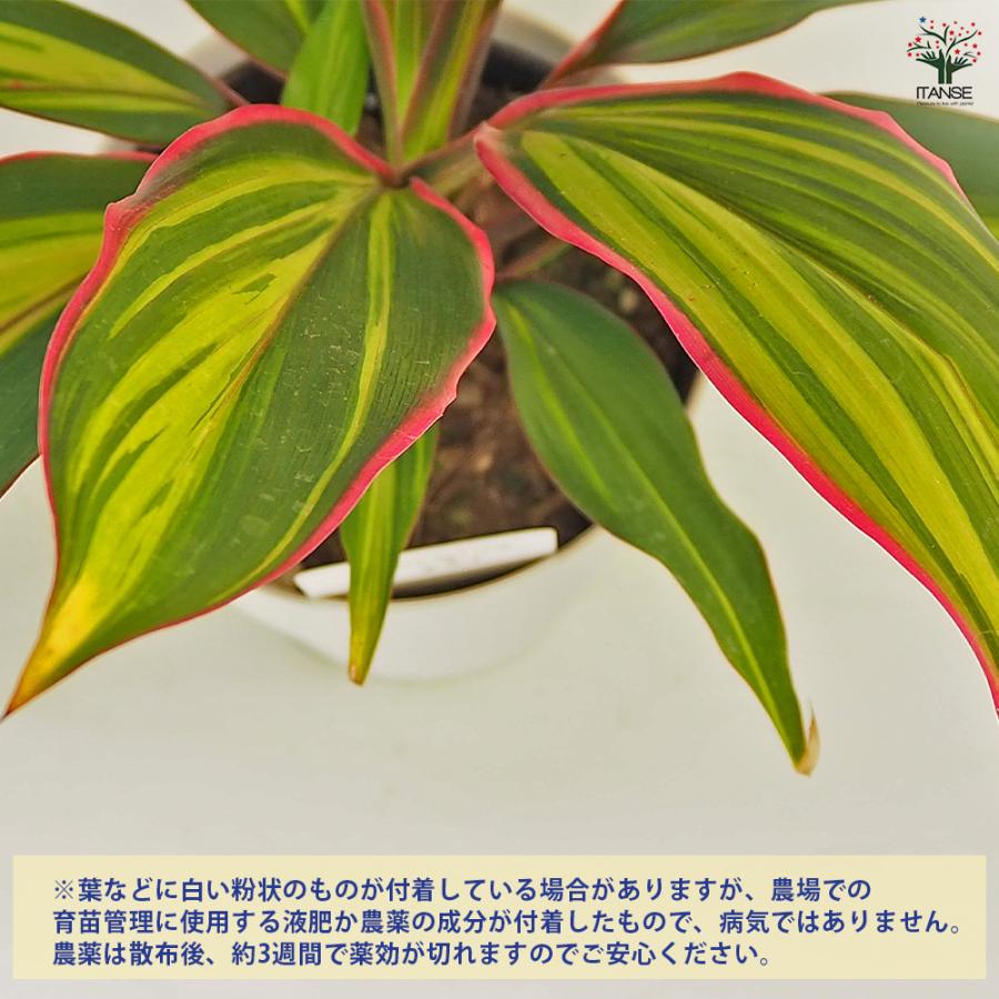 コルディリネ キウイ 観葉植物 4号/1個売り 園芸品種 苗木 花木 植木