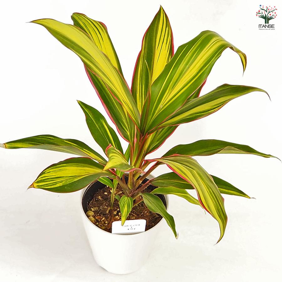 コルディリネ キウイ 観葉植物 4号/1個売り 園芸品種 苗木 花木 植木