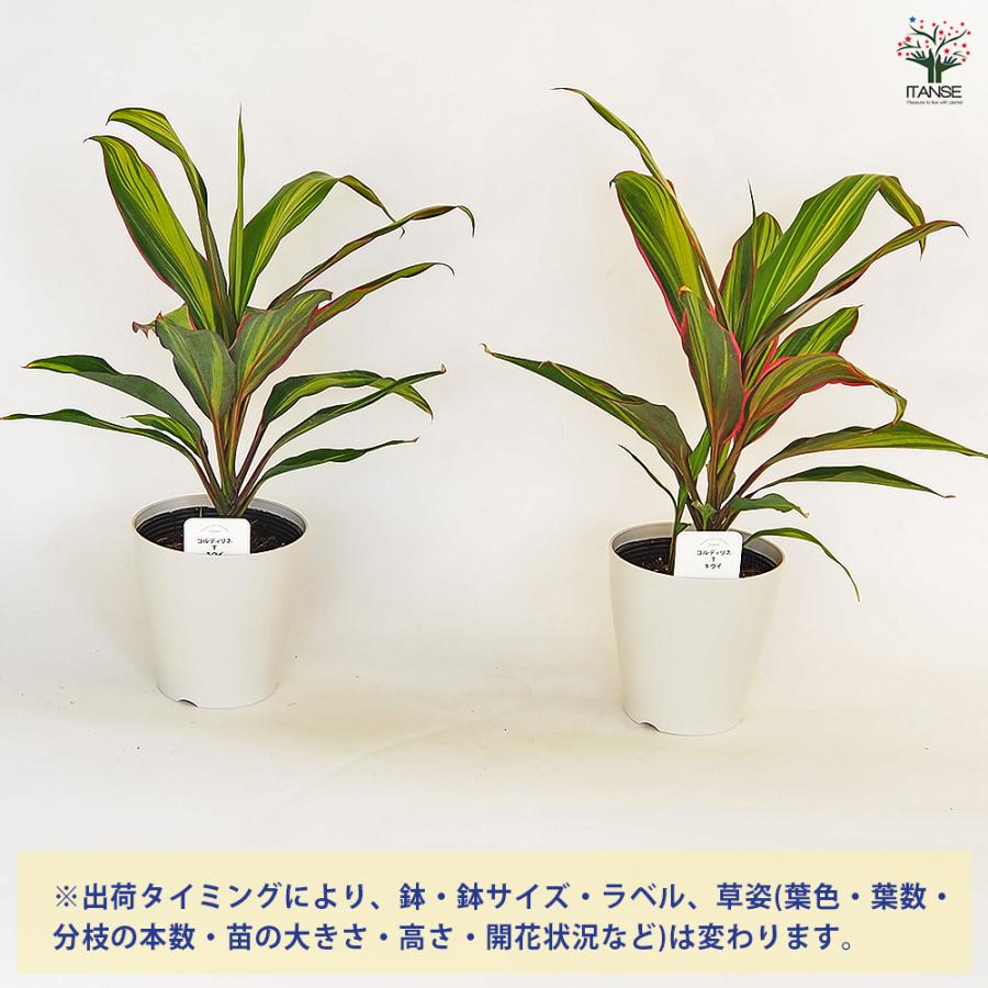 コルディリネ キウイ 観葉植物 4号/お買い得3個セット 園芸品種 苗木