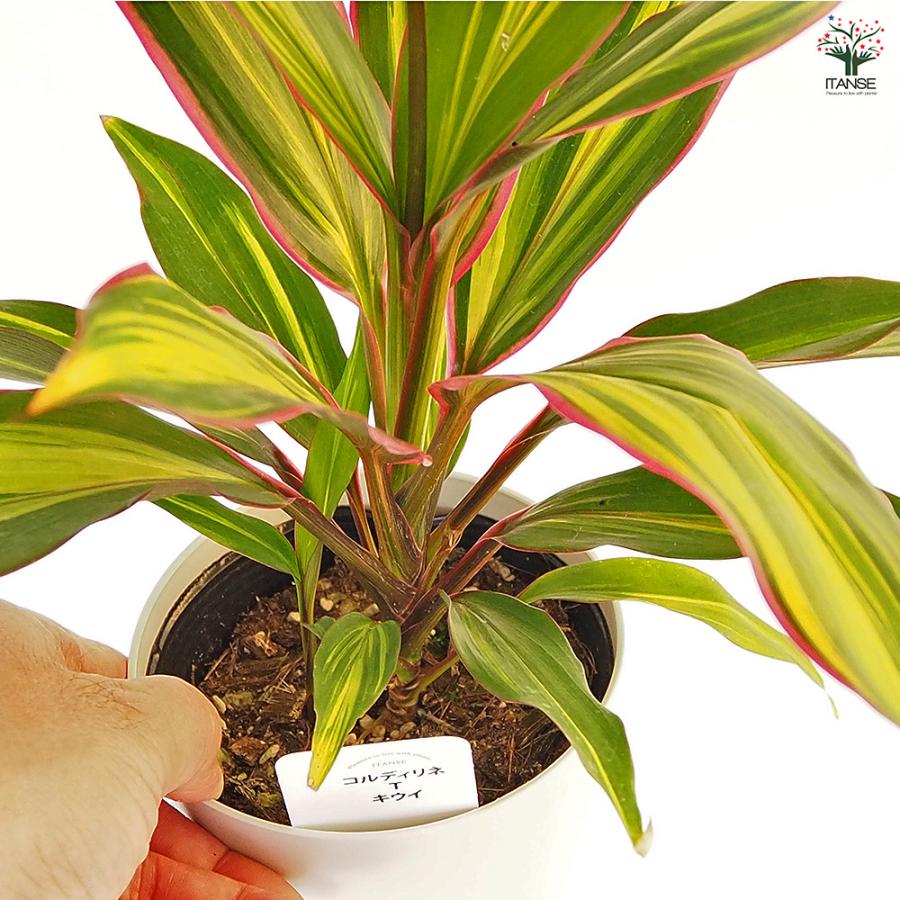 コルディリネ キウイ 観葉植物 4号/お買い得3個セット 園芸品種 苗木