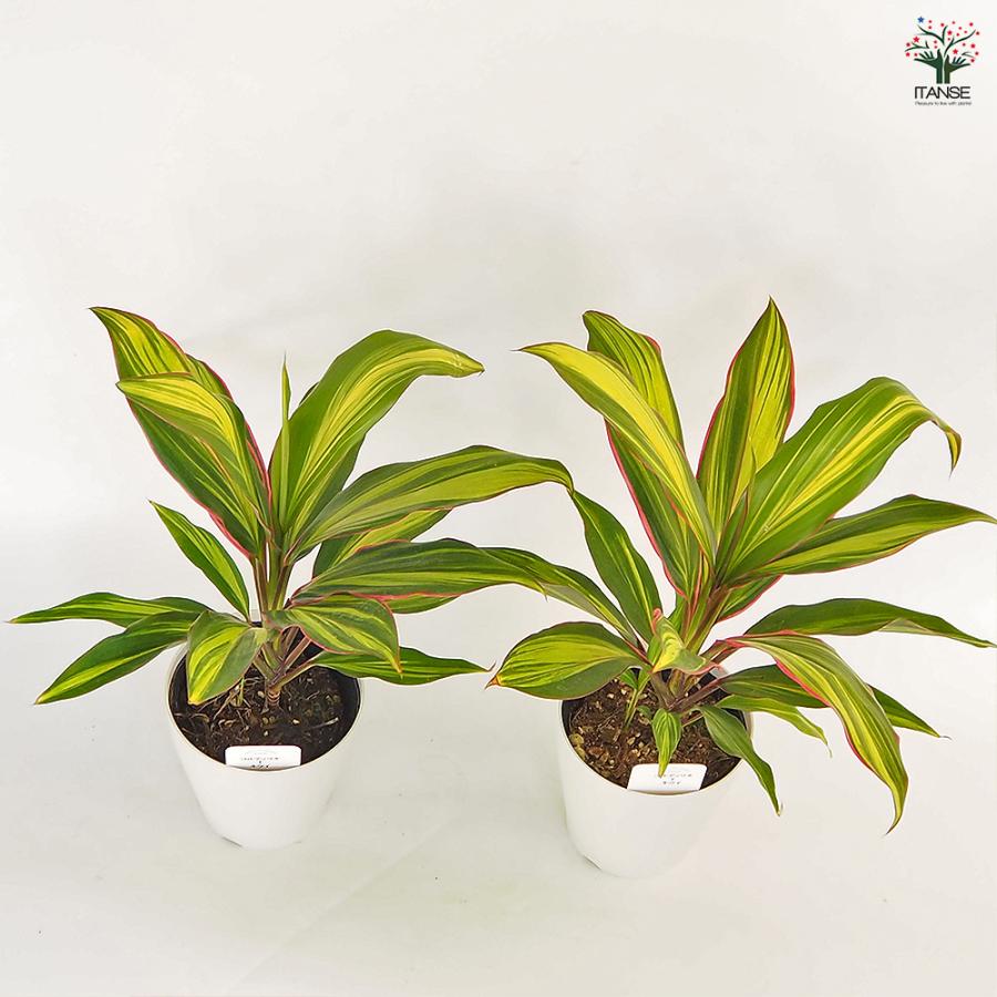 コルディリネ キウイ 観葉植物 4号/お買い得3個セット 園芸品種 苗木