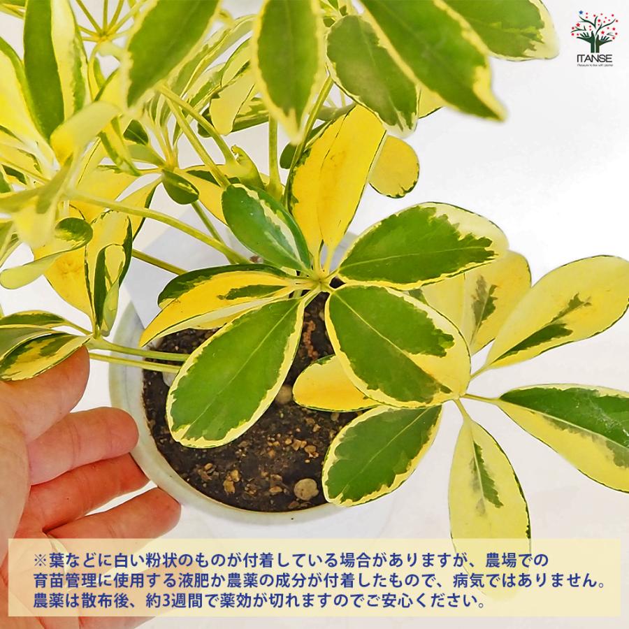 シェフレラ ハッピーイエロー 観葉植物 4号/1個売り リビング オフィス