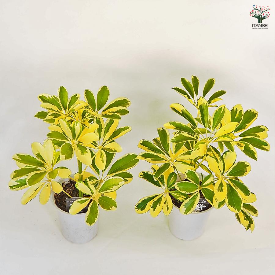 ⭐️受け渡し者決まりました⭐️観葉植物 シェフレラ  ハッピーイエロー シェフレラ ハッピーイエロー 【観葉植物 4号】｜ 【植物の