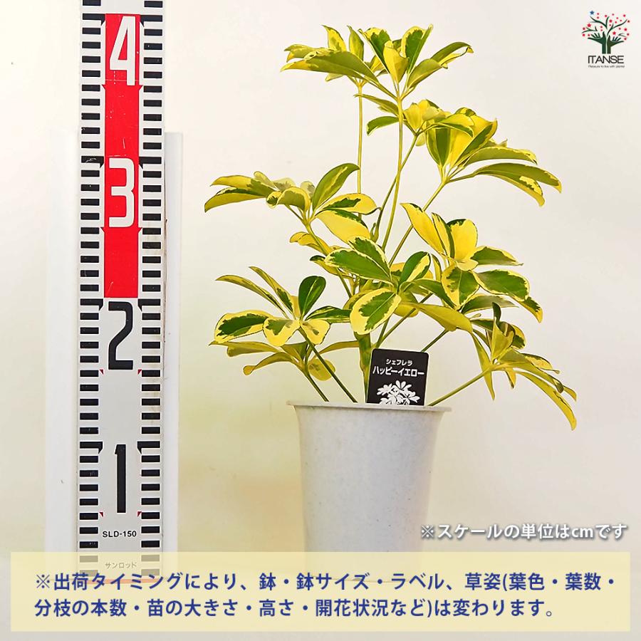 シェフレラ ハッピーイエロー 観葉植物 4号/お買い得2個セット