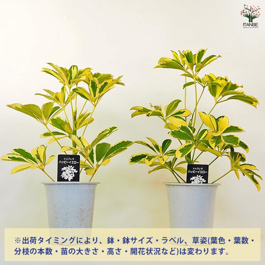 シェフレラ ハッピーイエロー 観葉植物 4号/お買い得2個セット