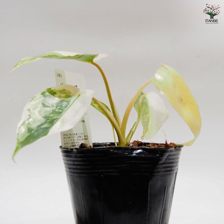 フィロデンドロン バールマルクス バリエガ 観葉植物 3.5号/1個売り