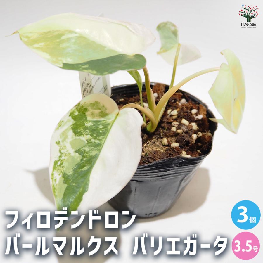 現品　フィロデンドロン　バールマルクス　斑入り　67番　観葉植物　インテリア フィロデンドロン バールマルクス バリエガ 観葉植物 3.5号/お買い得3