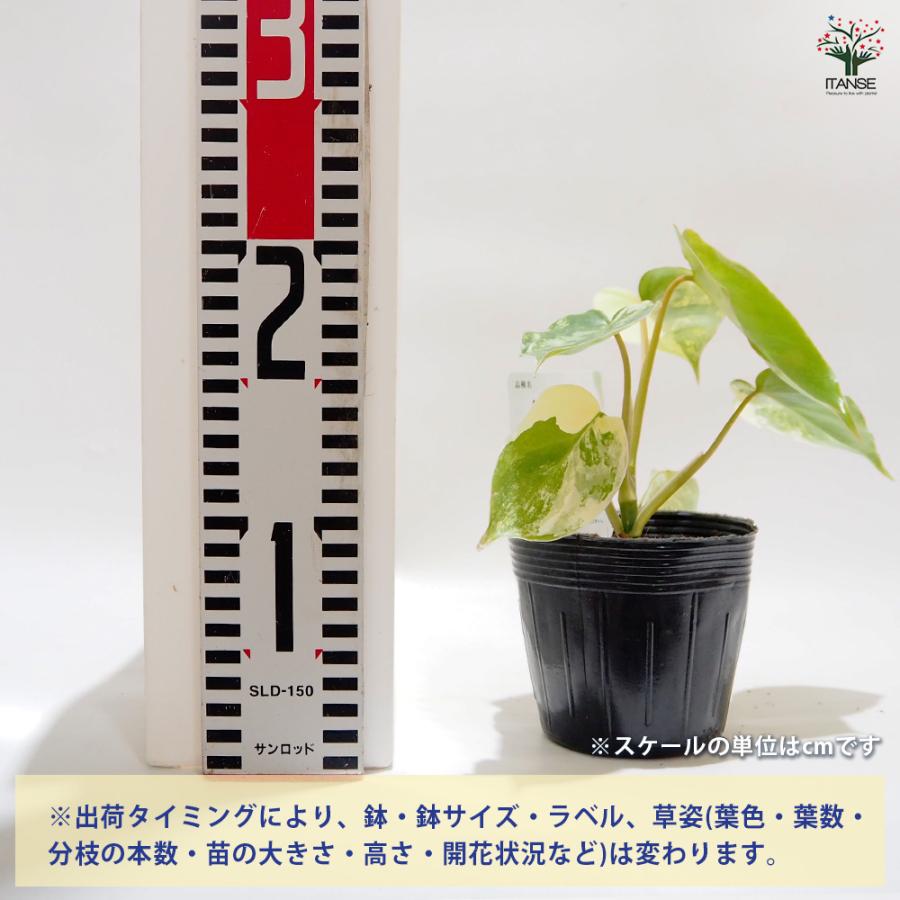 フィロデンドロン バールマルクス バリエガ 観葉植物 3.5号/お買い得3