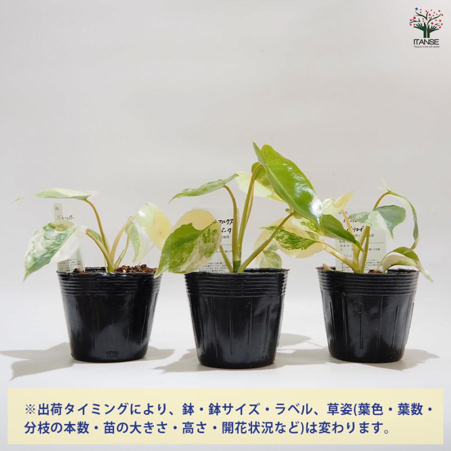フィロデンドロン バールマルクス バリエガ 観葉植物 3.5号/お買い得3