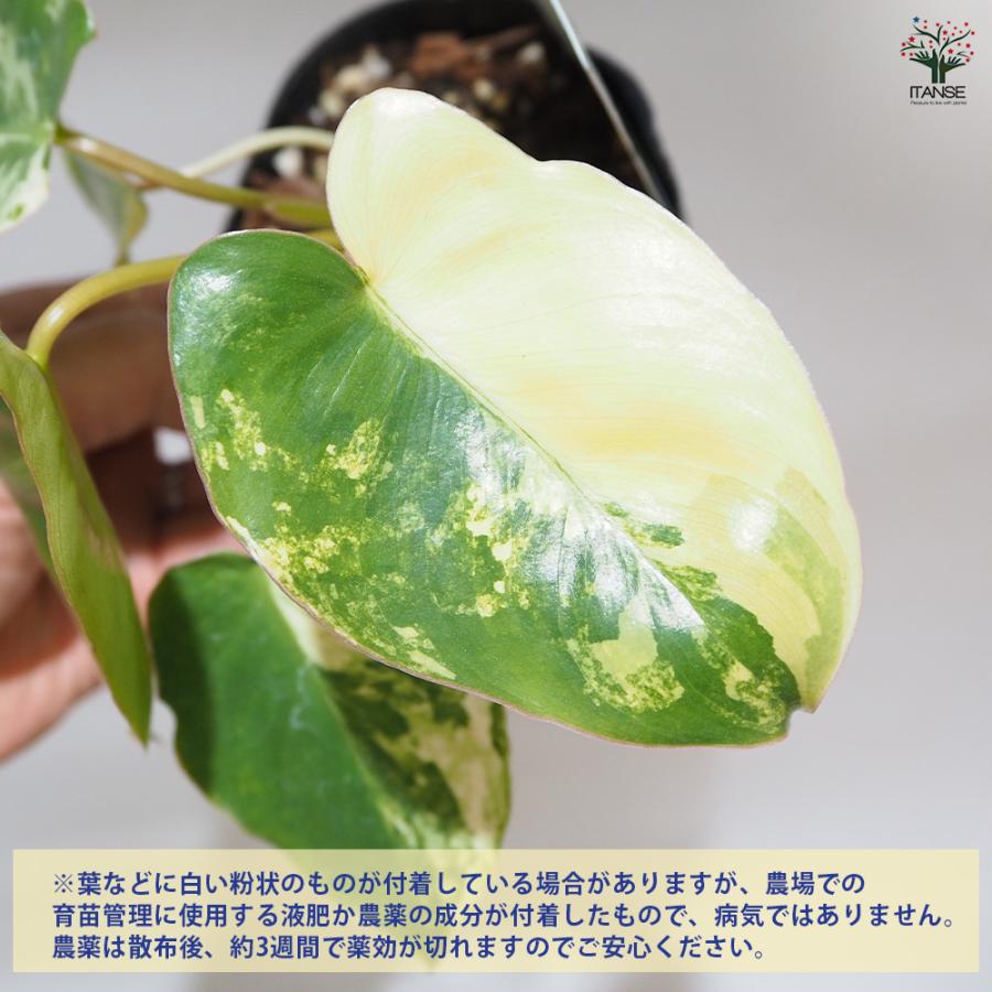 フィロデンドロン バールマルクス バリエガ 観葉植物 3.5号/お買い得3