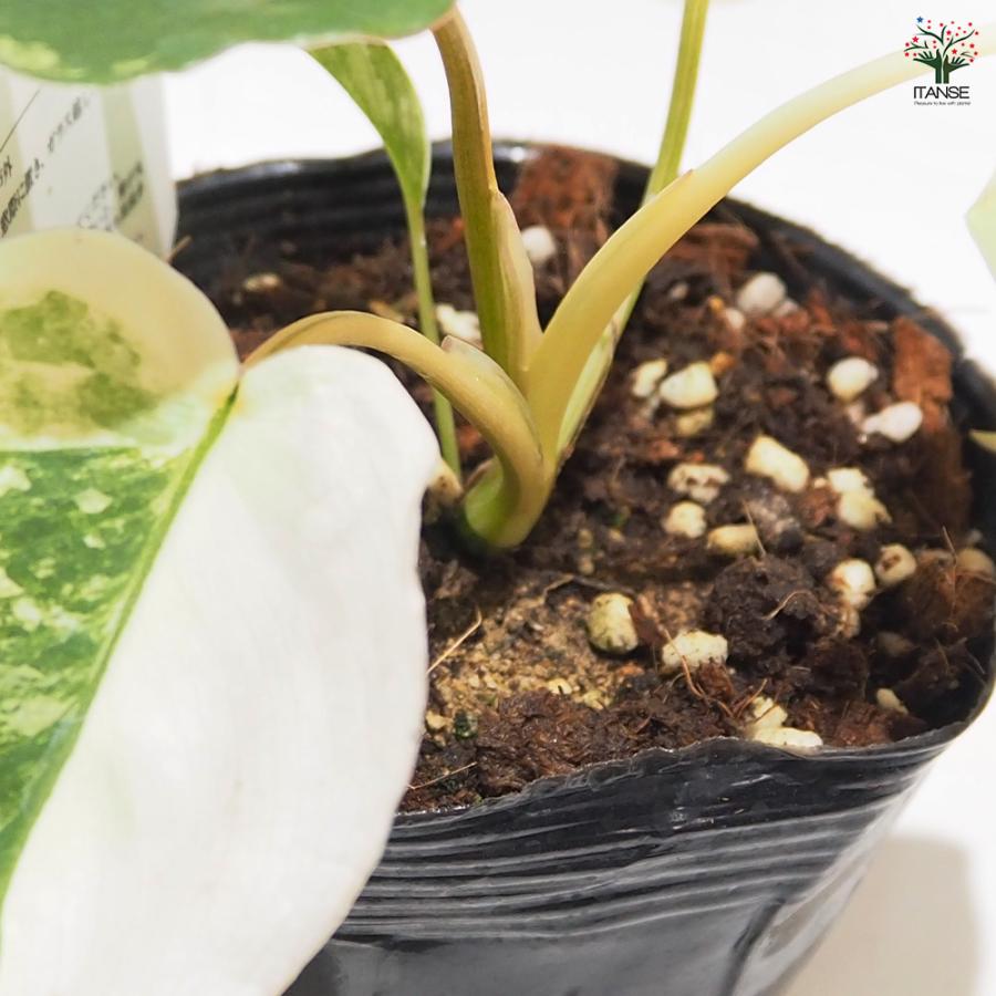 フィロデンドロン バールマルクス バリエガ 観葉植物 3.5号/お買い得3