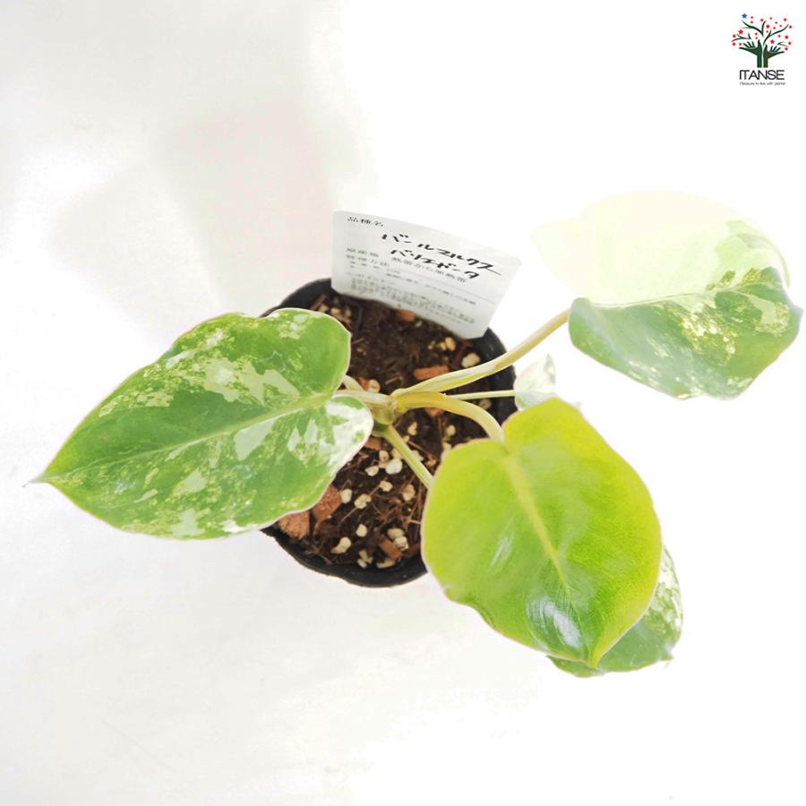 フィロデンドロン バールマルクス バリエガ 観葉植物 3.5号/お買い得3