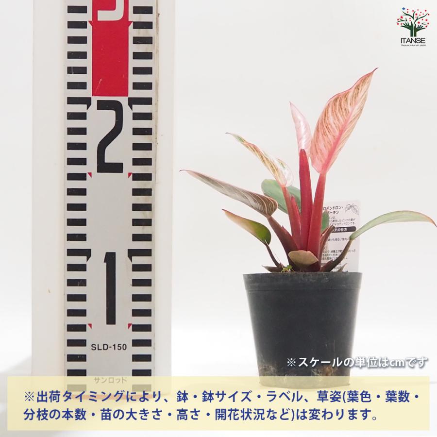フィロデンドロン ピンクバーキン 観葉植物 3号/1個売り フィロデン