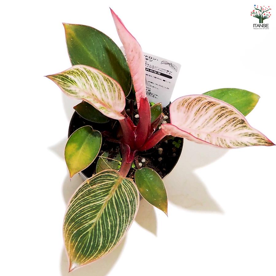 フィロデンドロン ピンクバーキン 観葉植物 3号/お買い得2個セット