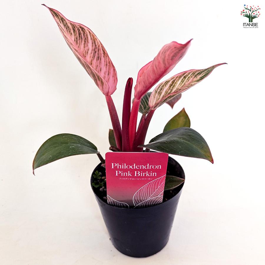 フィロデンドロン ピンクバーキン 観葉植物 3号/お買い得2個セット