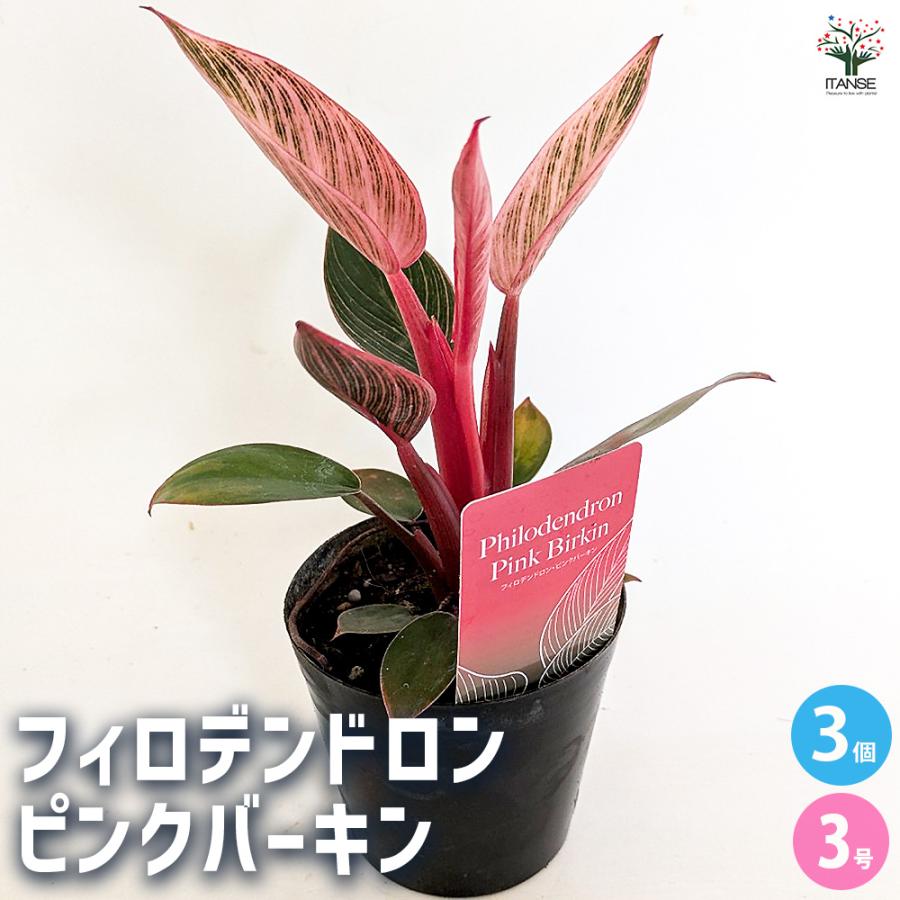 フィロデンドロン ピンクバーキン 観葉植物 3号/お買い得3個セット