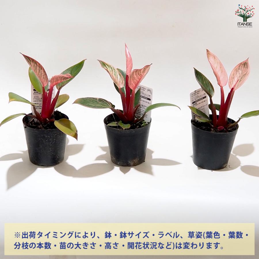 フィロデンドロン ピンクバーキン 観葉植物 3号/お買い得3個セット