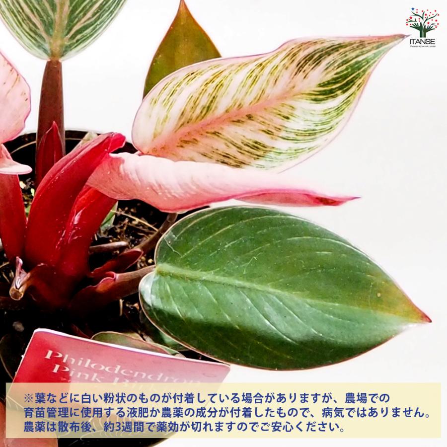フィロデンドロン ピンクバーキン 観葉植物 3号/お買い得3個セット
