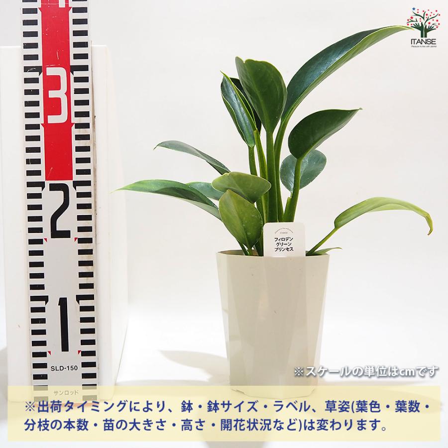 フィロデンドロン グリーンプリンセス 観葉植物 4号/1個売り