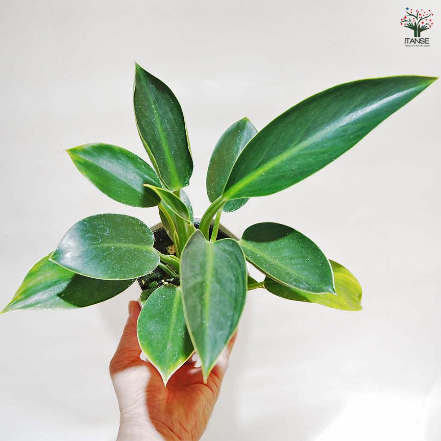 フィロデンドロン グリーンプリンセス 観葉植物 4号/1個売り