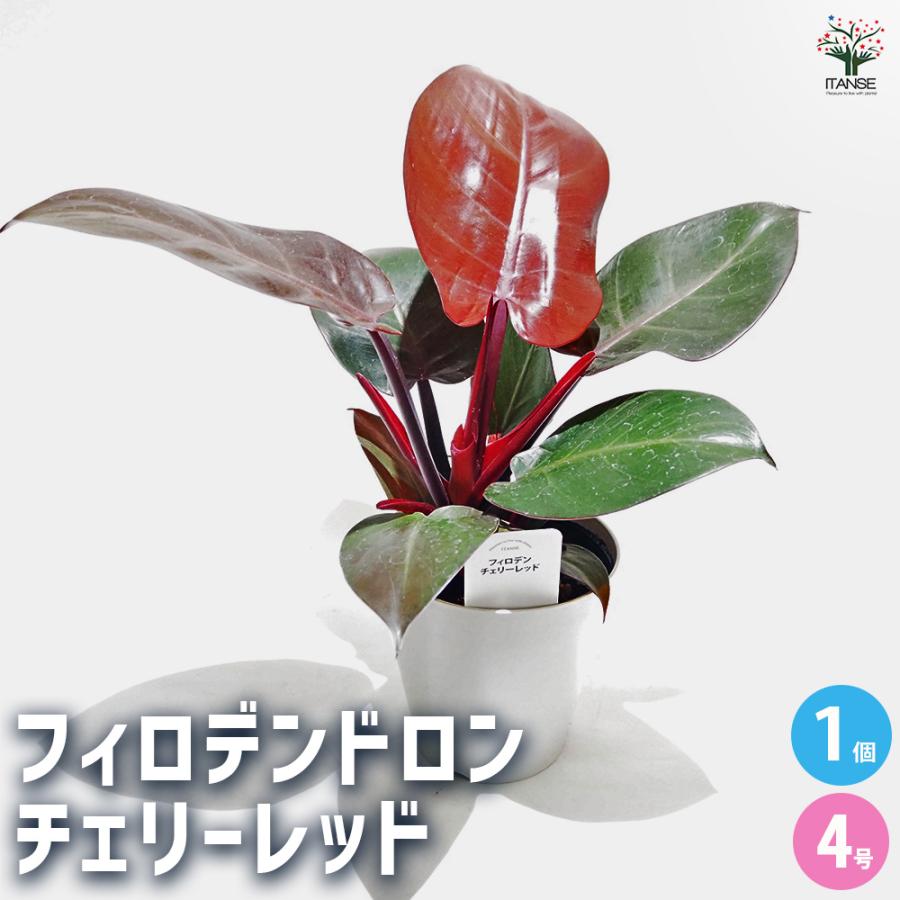 フィロデンドロン チェリーレッド 観葉植物 4号/1個売り フィロデン
