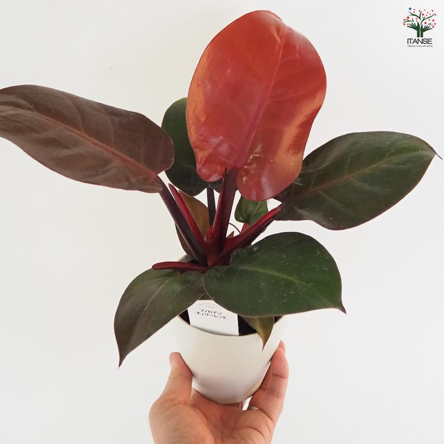 フィロデンドロン チェリーレッド 観葉植物 4号/1個売り フィロデン