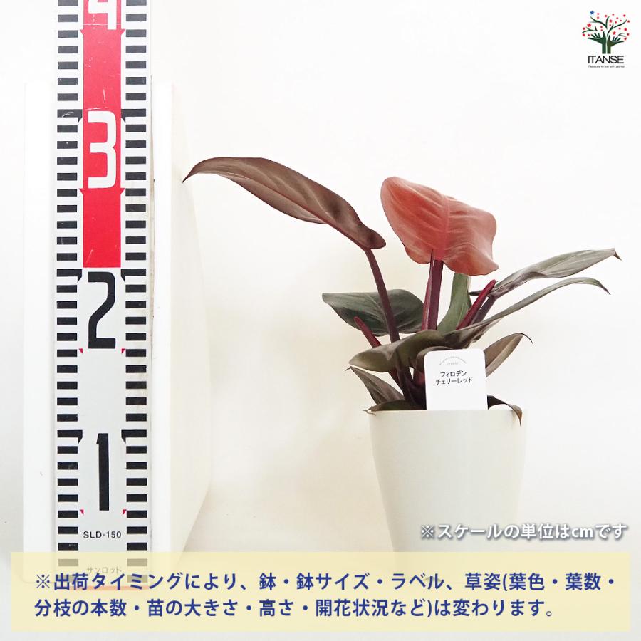 フィロデンドロン チェリーレッド 観葉植物 4号/お買い得3個セット