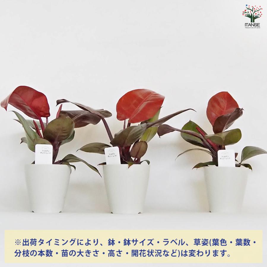 フィロデンドロン チェリーレッド 観葉植物 4号/お買い得3個セット